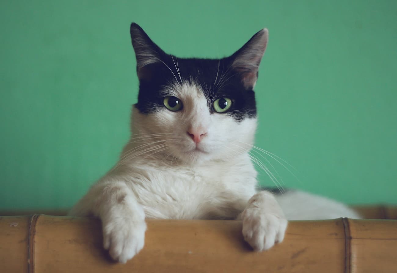 A cat lying settled and relaxed, calm in the clinic