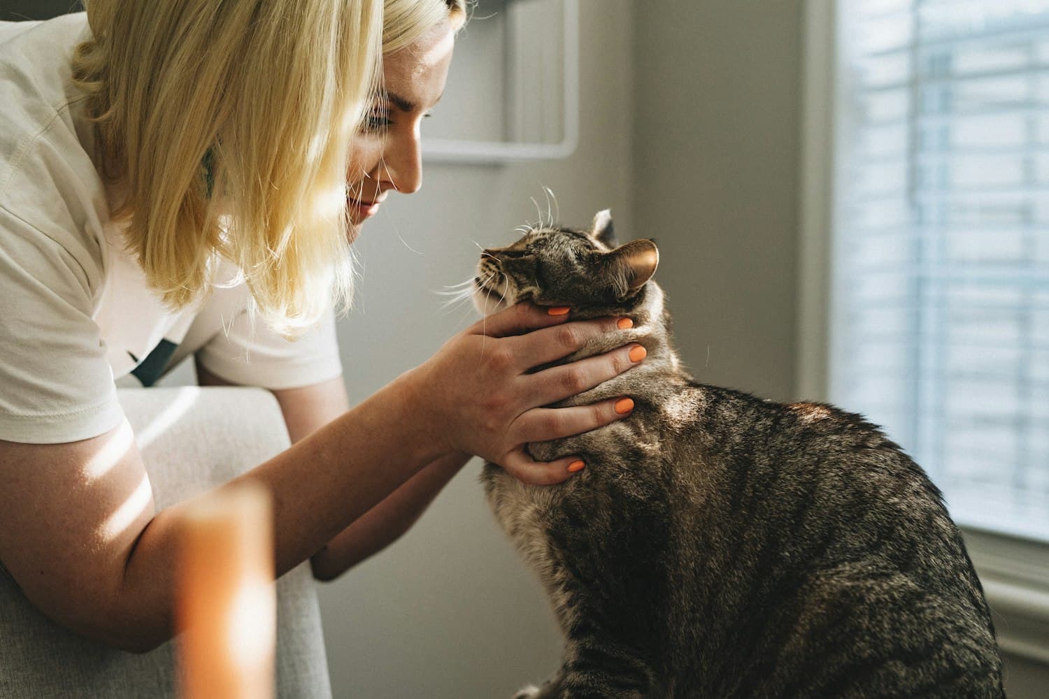 A cat being gently held during a consultation