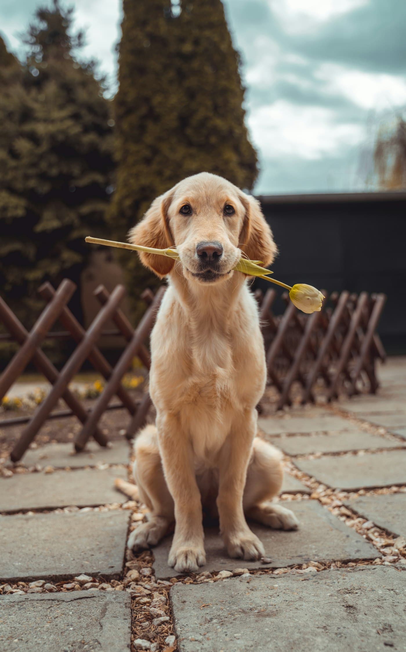 A calm, healthy dog after a check-up